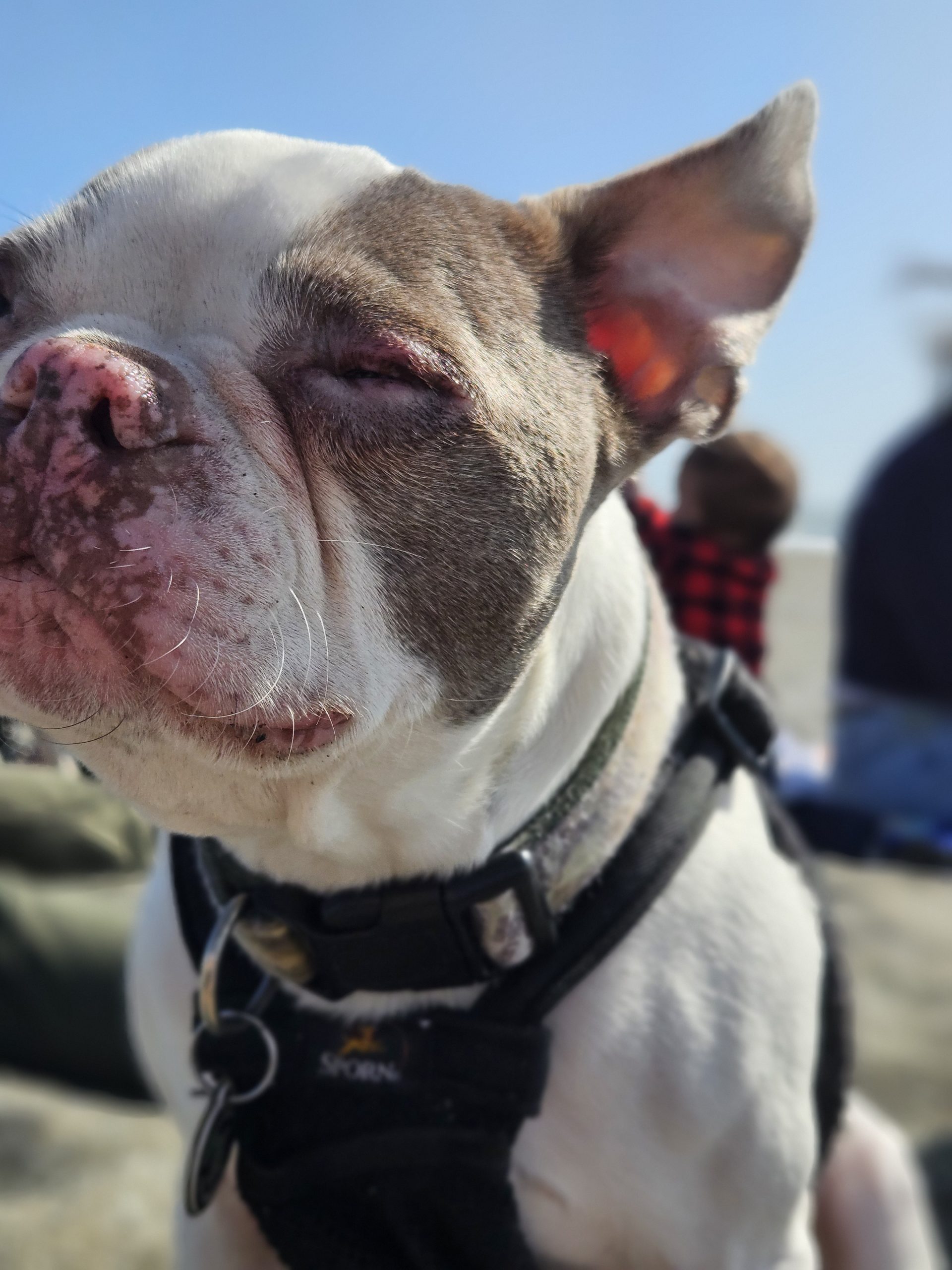 Boston terrier dog on the beach enjoying wind on his face